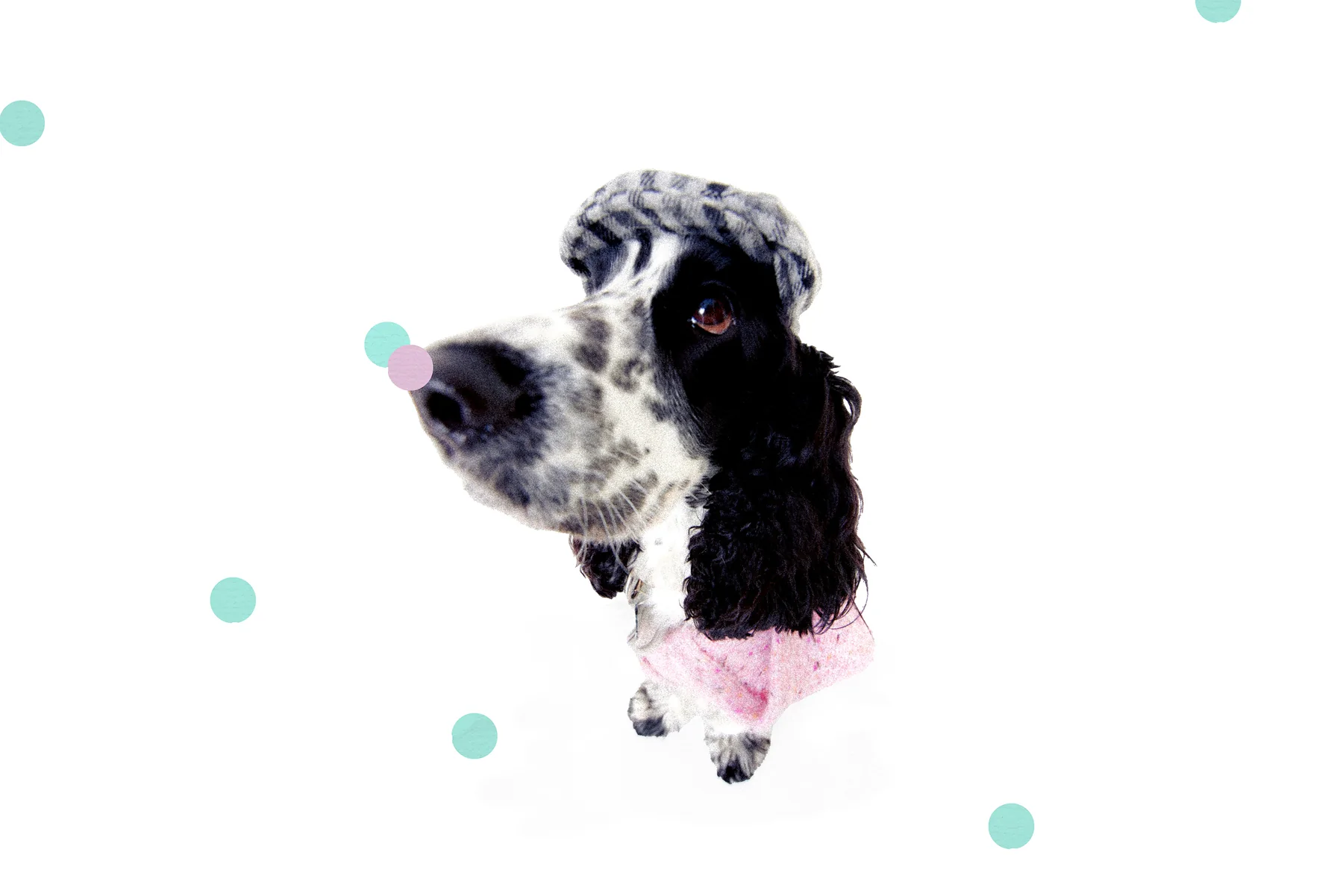 louie — polka dot