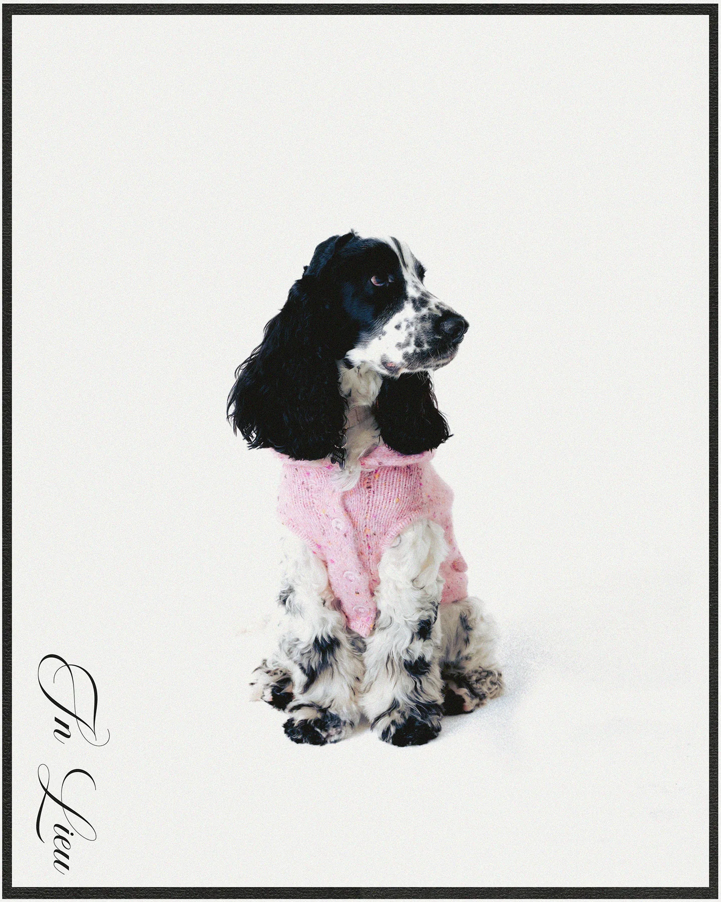 louie — post card